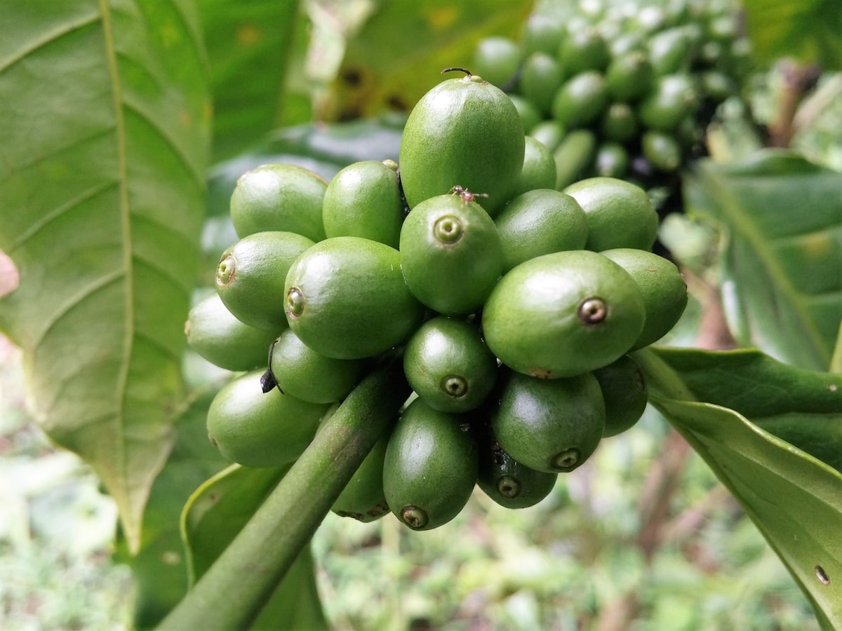 Cluster of unripe green coffee cherries growing on the branch at origin
